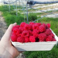 berry good